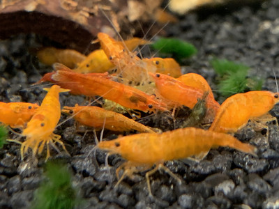 Orange Sakura