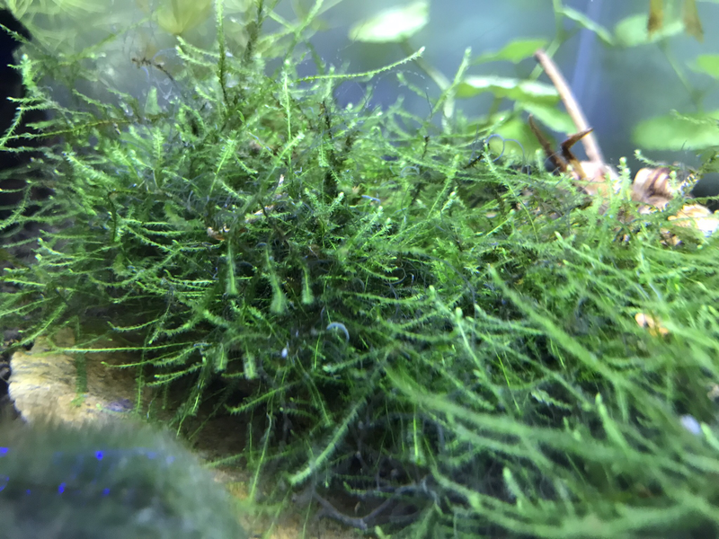 Java Mossa
