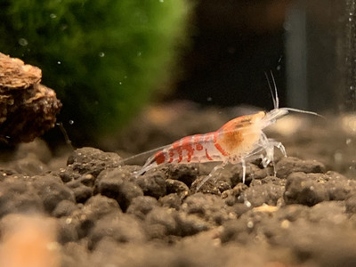 Orange Eye Red Tiger