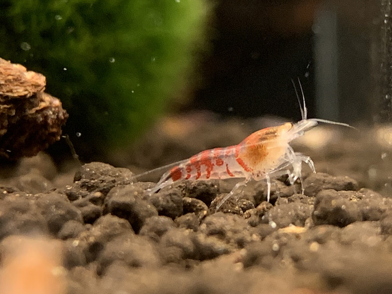 Orange Eye Red Tiger