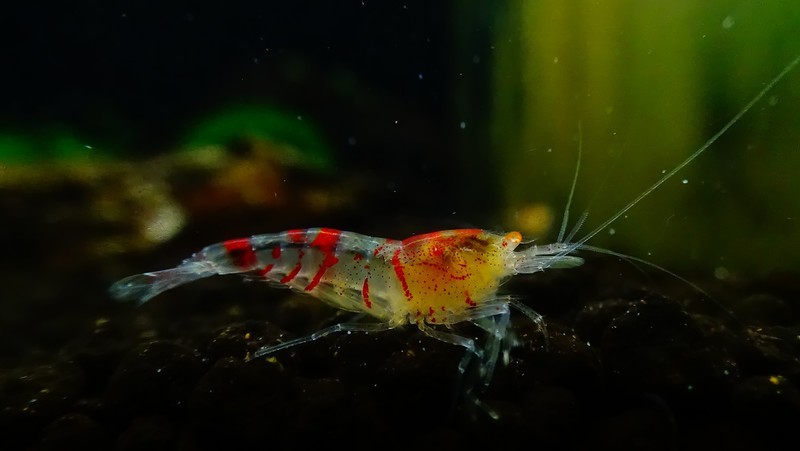 Orange Eye Red Tiger