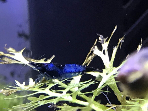 Blue Rili Blue Rili