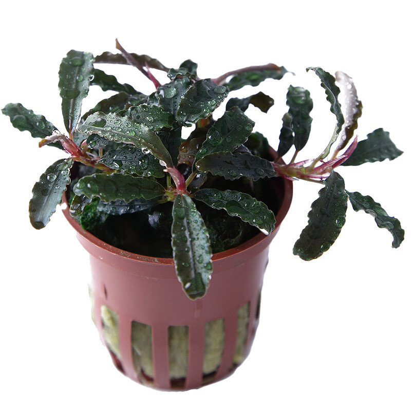 Bucephalandra 'Kedagang' Bucephalandra 'Kedagang'