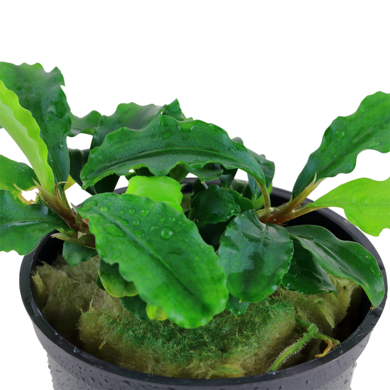 Bucephalandra pygmaea 'Bukit Kelam'