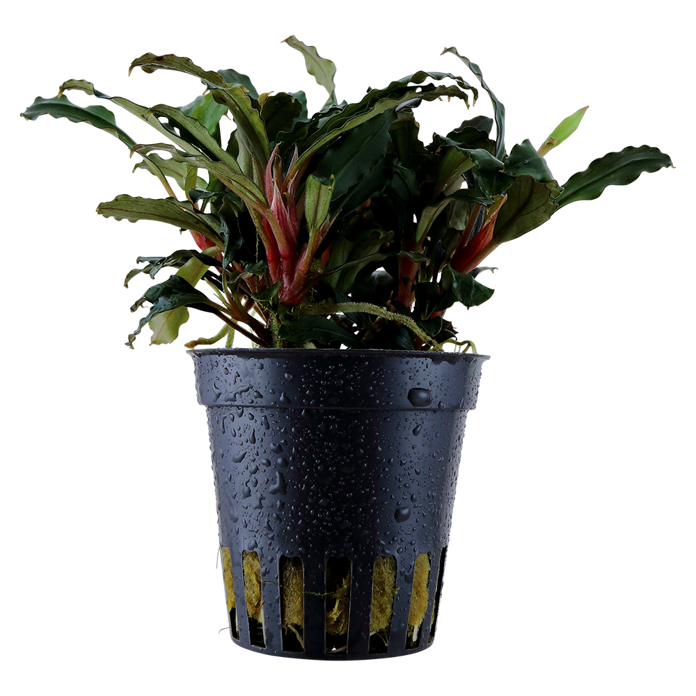Bucephalandra sp, 'Red'
