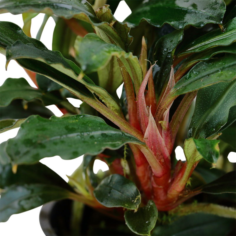 Bucephalandra sp, 'Red'