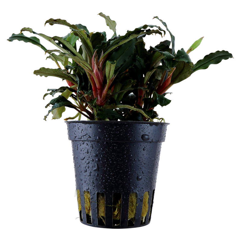 Bucephalandra sp, 'Red'