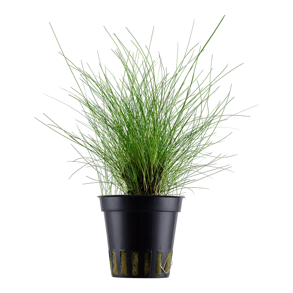 Eleocharis parvula Eleocharis parvula