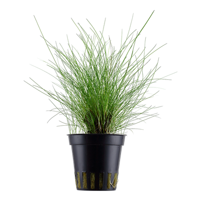 Eleocharis parvula