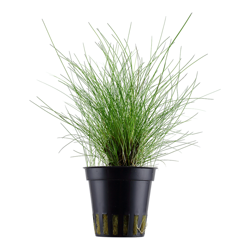 Eleocharis parvula
