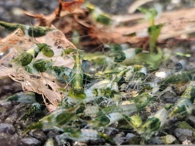 Green Rili Green Rili