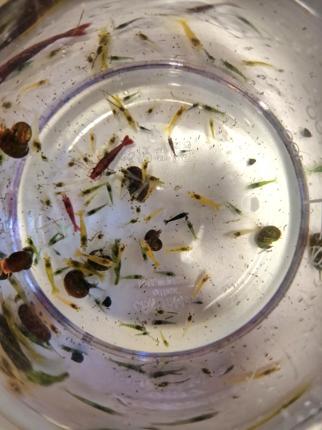 Räkor 💛❤️💙🤍🧡💚 Utsorterade Räkor 💛❤️💙🤍🧡💚 Utsorterade