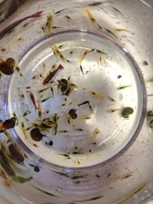 Räkor 💛❤️💙🤍🧡💚 Utsorterade Räkor 💛❤️💙🤍🧡💚 Utsorterade