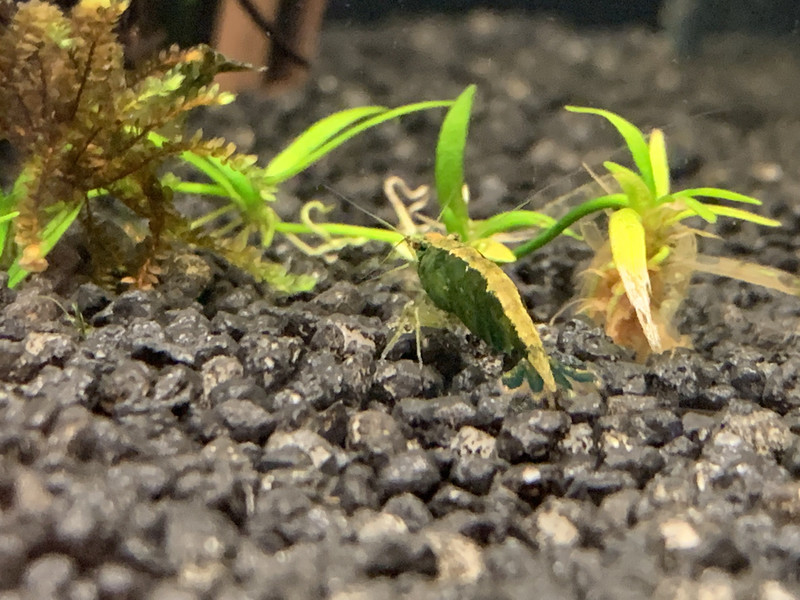 Green Jade - Golden