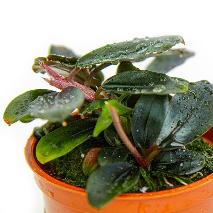 Bucephalandra sordidula 'Blue' Bucephalandra sordidula 'Blue'