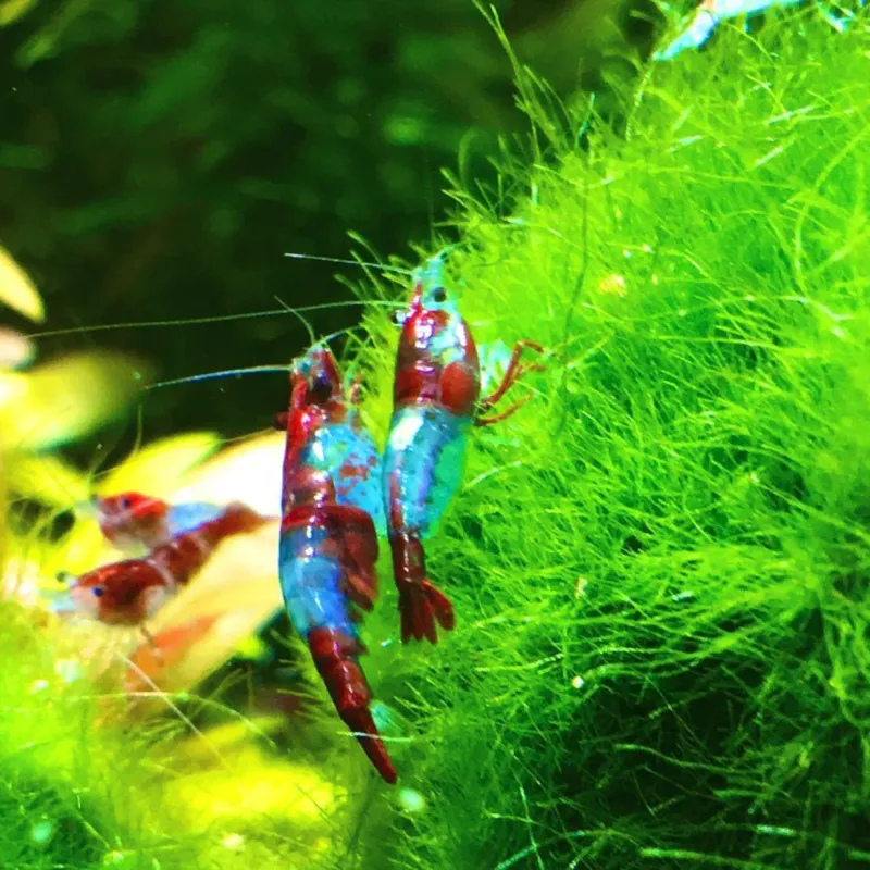 Blue Red Rili