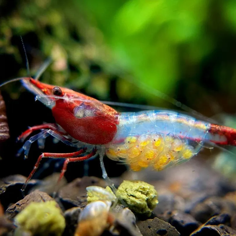 Blue Red Rili