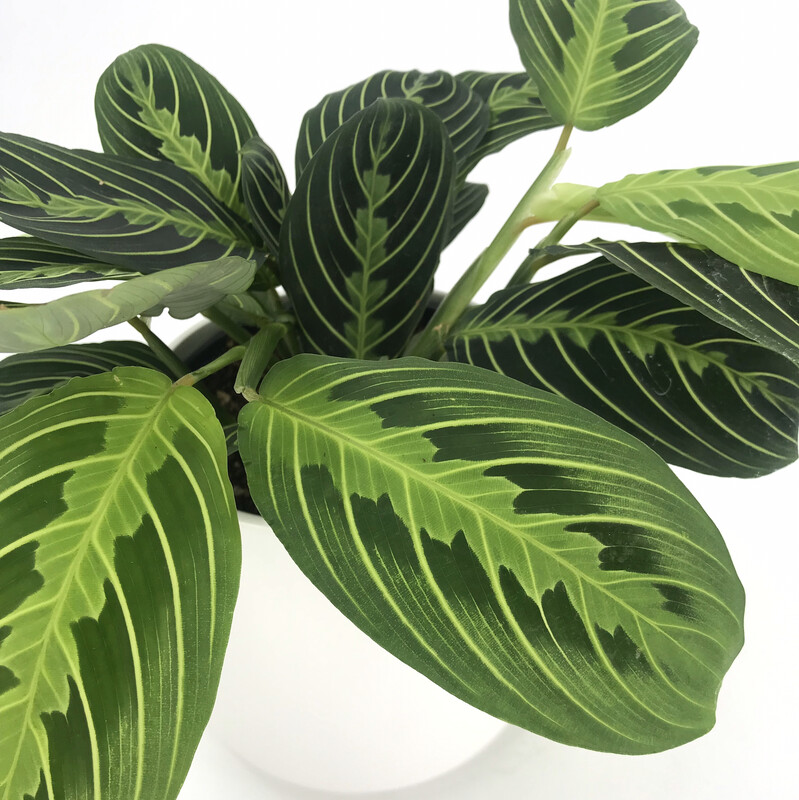 MARANTA LEUCONEURA ‘MARISELA’ IN POT