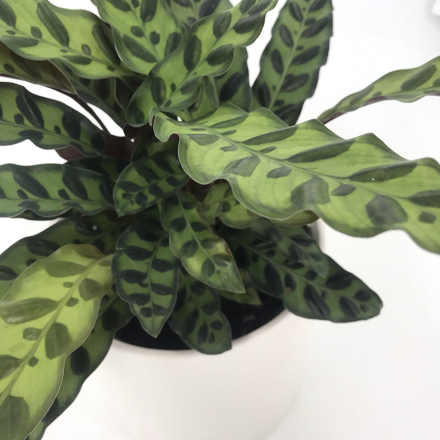 CALATHEA RATTLESNAKE