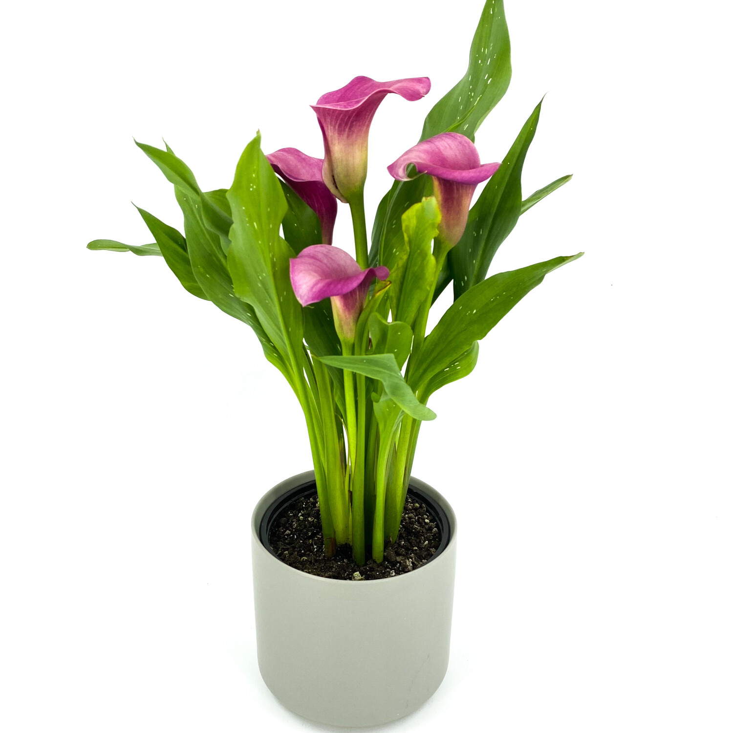 CALLA LILY PLANT IN GREY CERAMIC POT