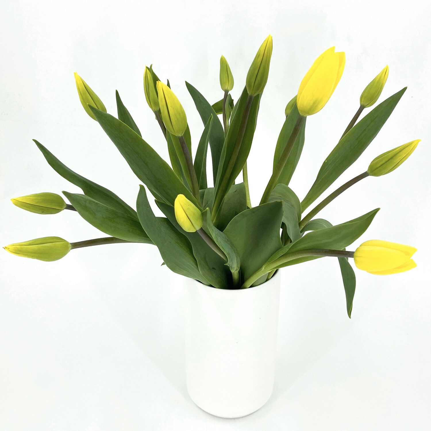 LOCAL TULIPS IN WHITE CERAMIC VASE