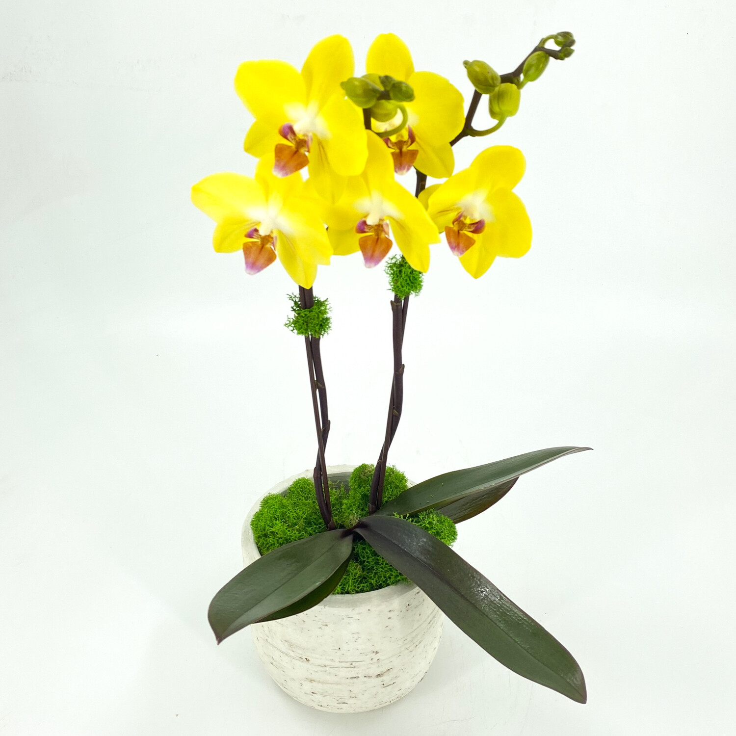 MINI PHALAENOPSIS ORCHID: YELLOW