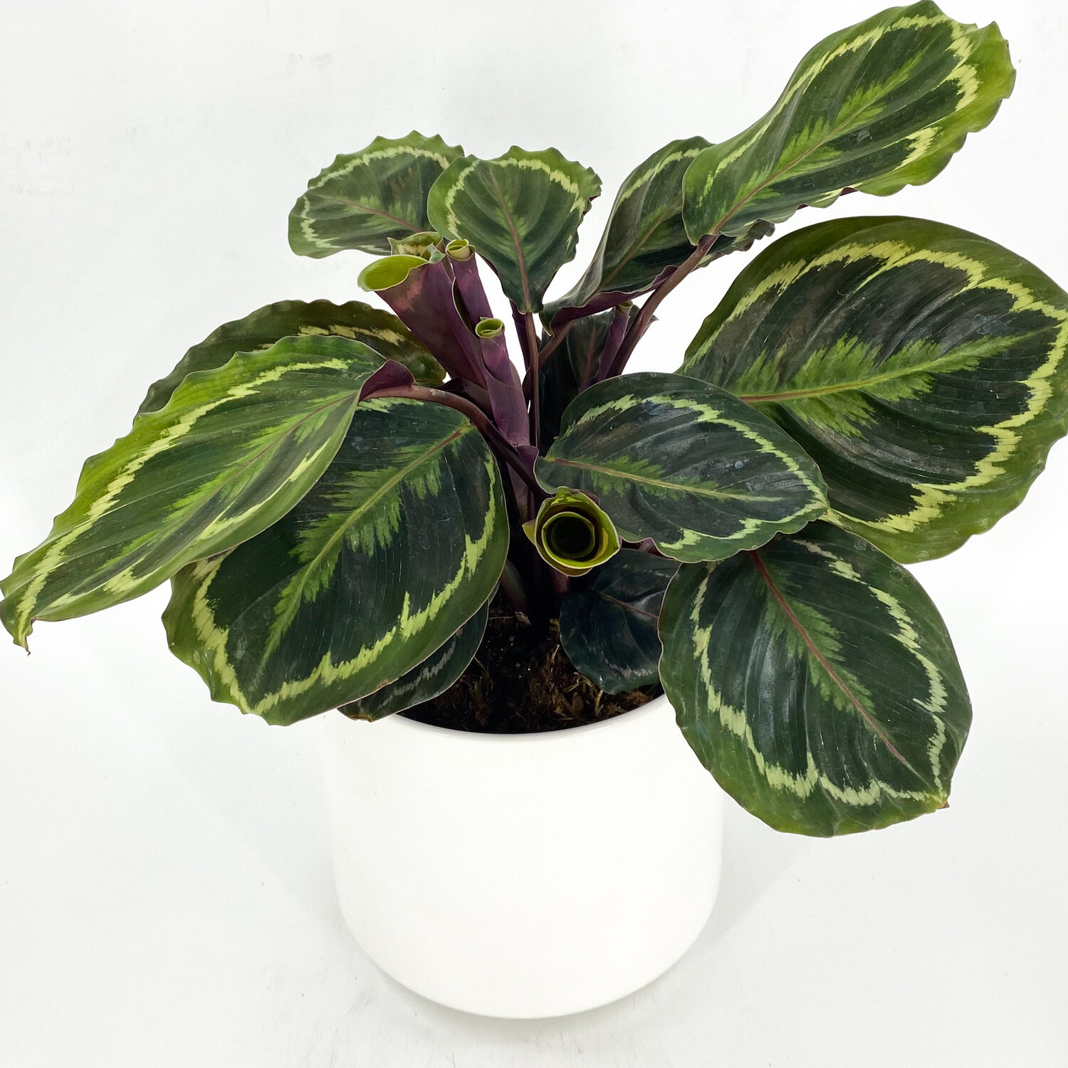 CALATHEA MEDALLION CALATHEA MEDALLION