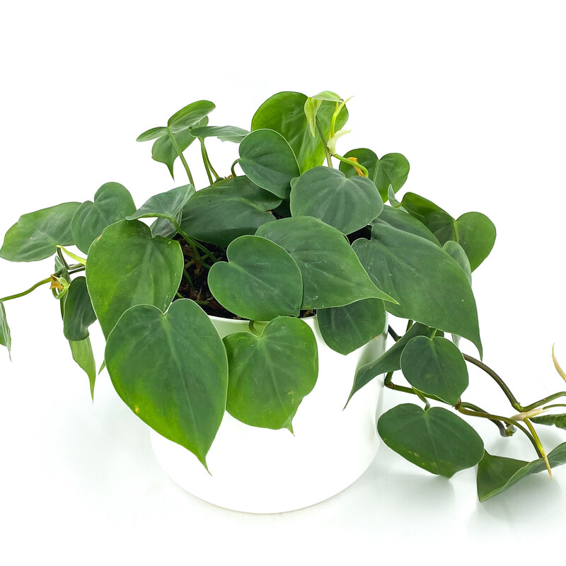 PHILODENDRON CORDATUM IN POT