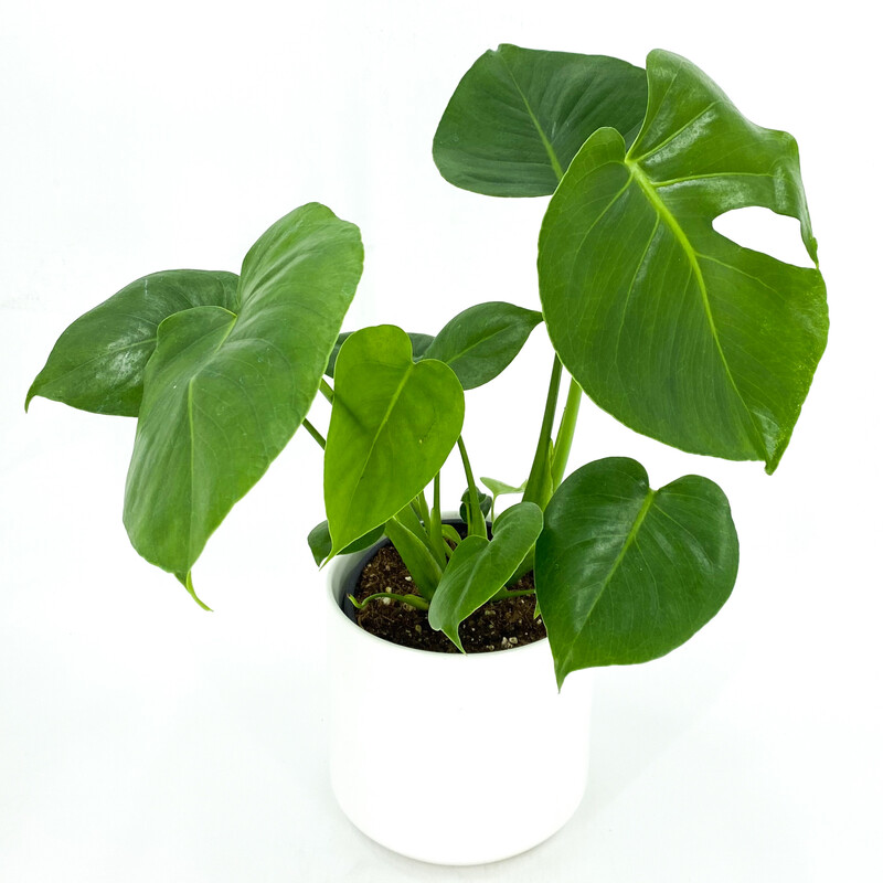 MONSTERA DELICIOSA IN POT