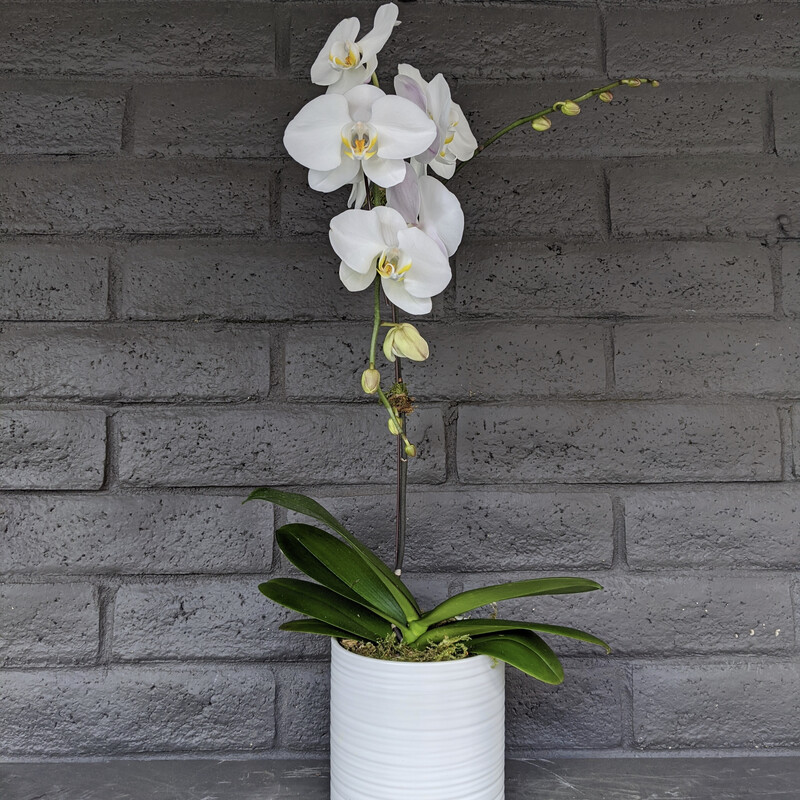 SINGLE PHALAENOPSIS ORCHID: WHITE