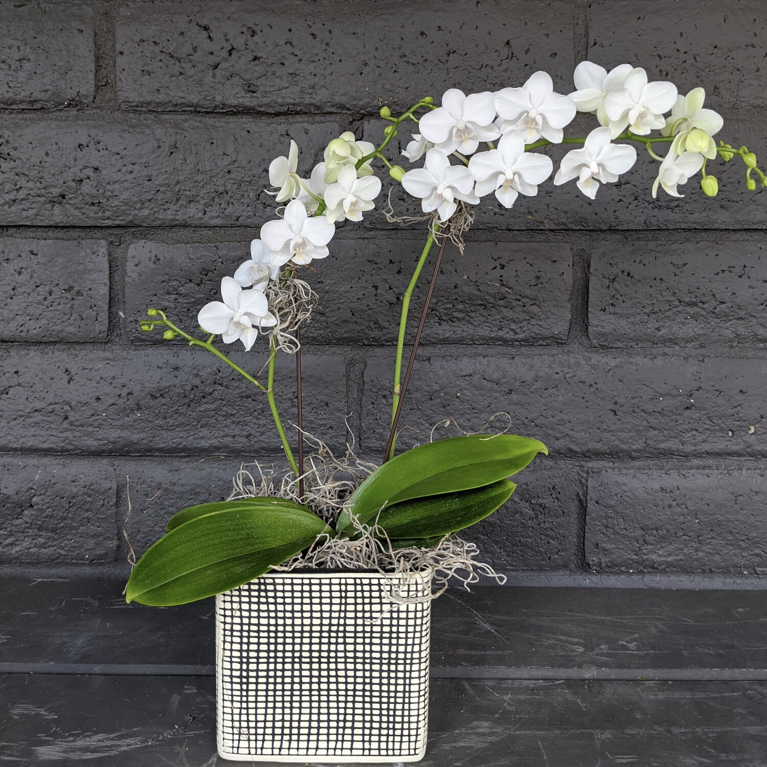 MINI PHALAENOPSIS ORCHID: WHITE IN CUBE MINI PHALAENOPSIS ORCHID: WHITE IN CUBE
