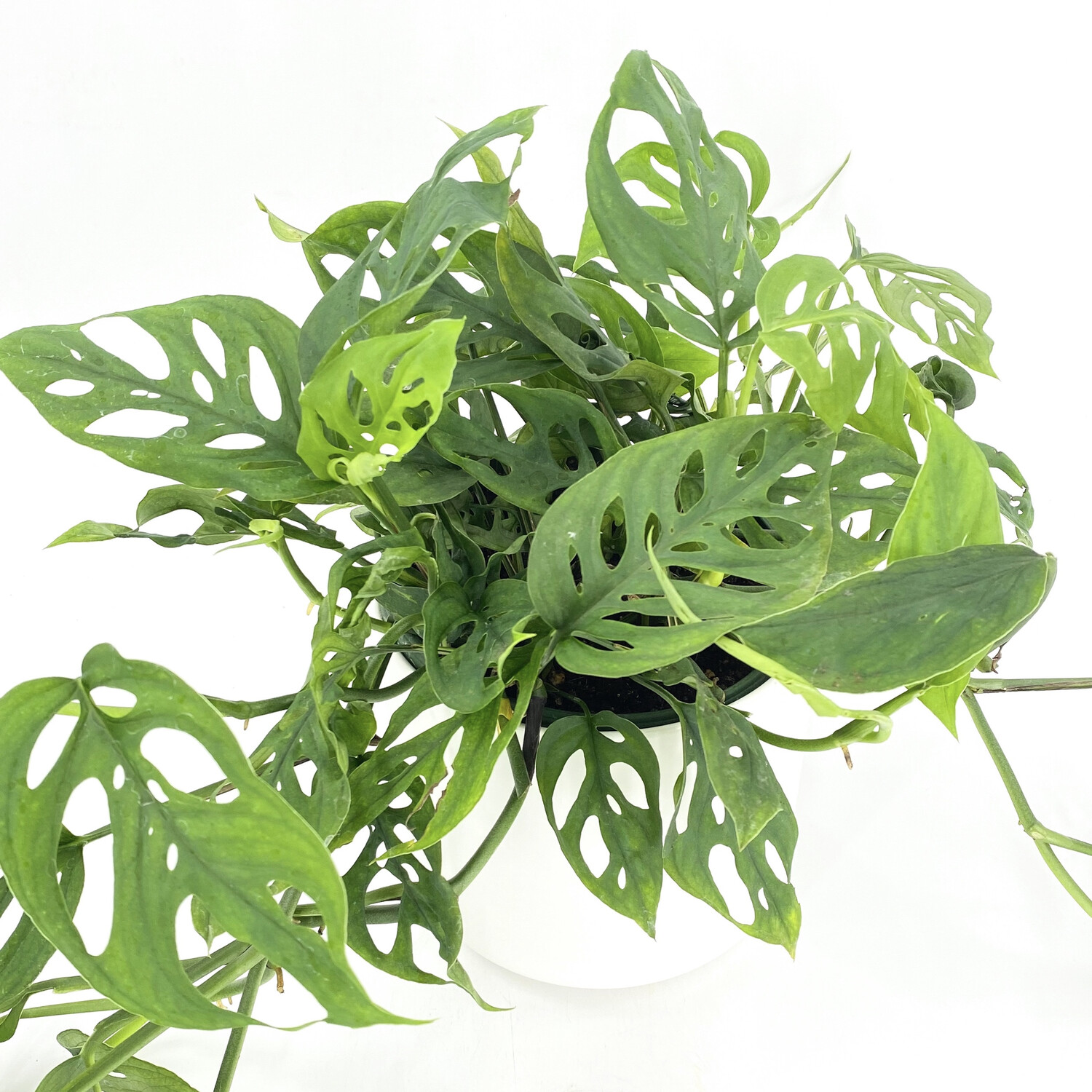 MONSTERA ADANSONII MONSTERA ADANSONII