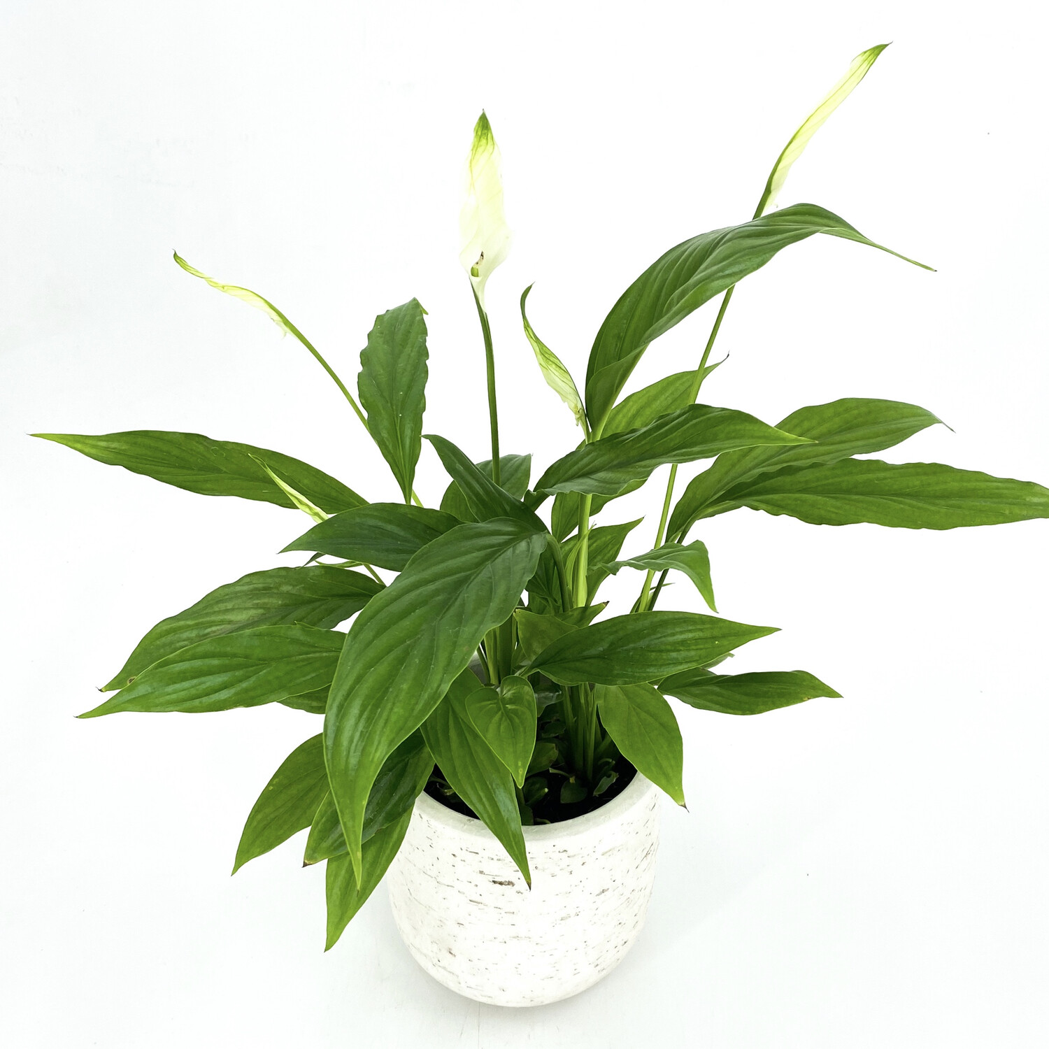 4" PEACE LILY IN POT 4" PEACE LILY IN POT