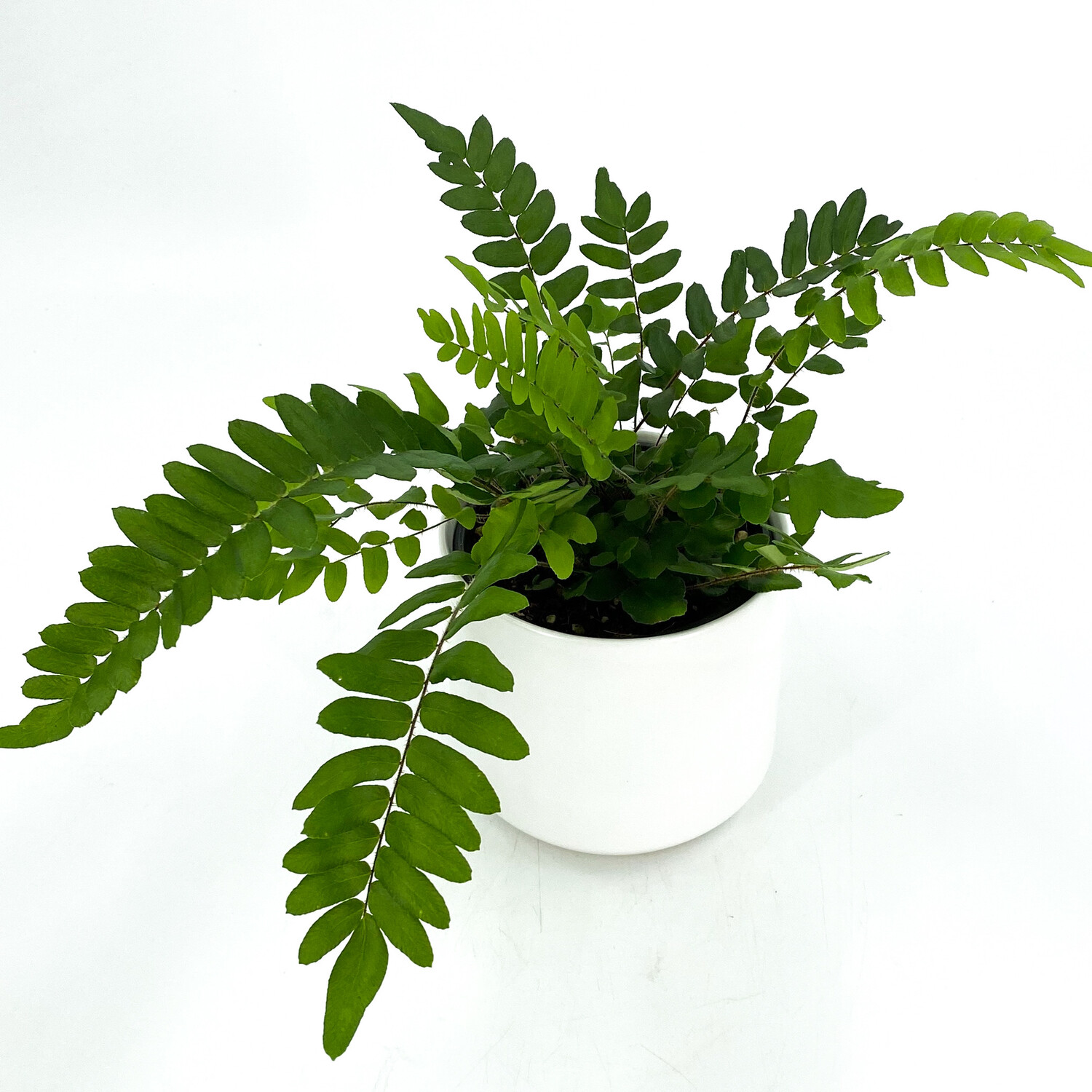 4” FERN IN WHITE POT 4” FERN IN WHITE POT
