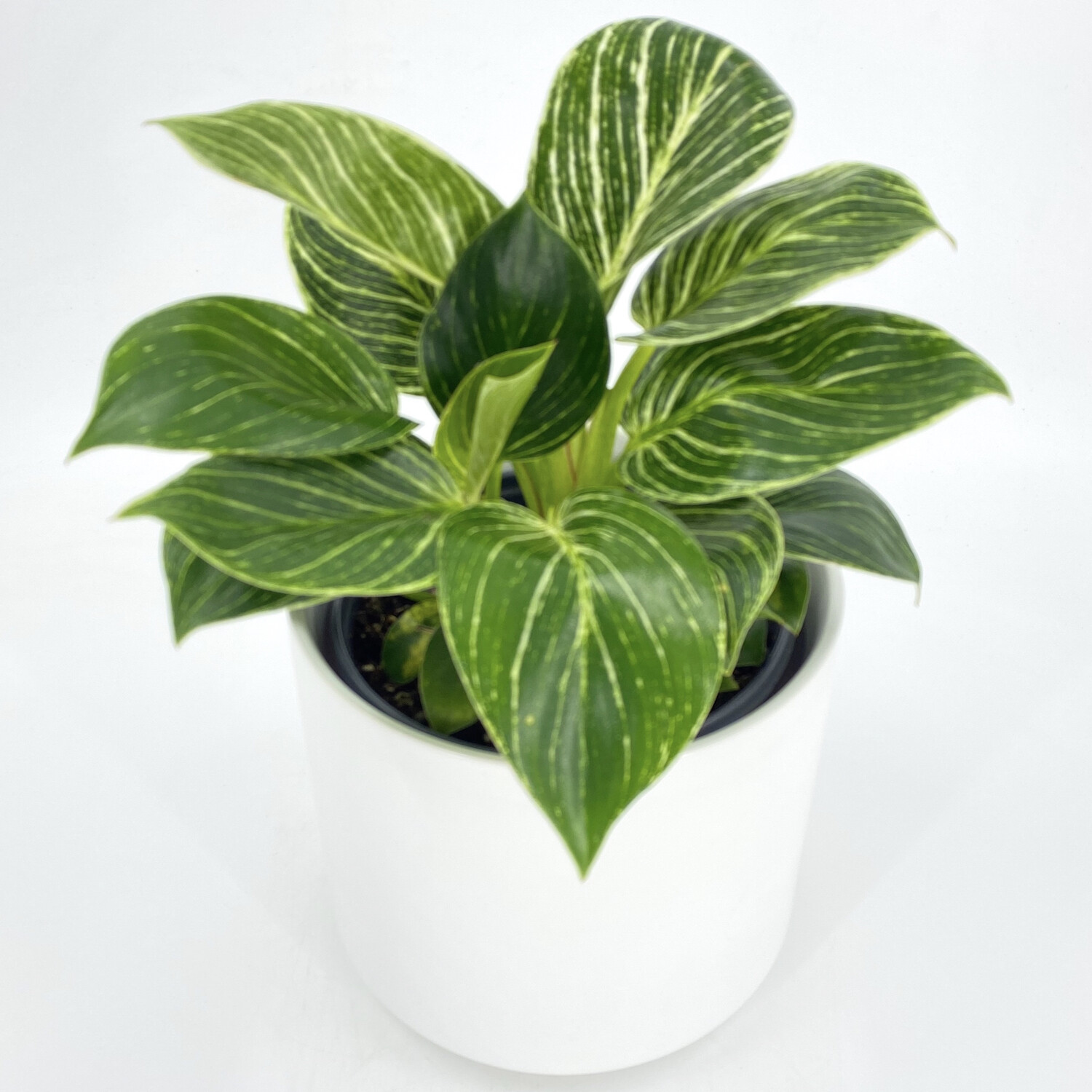 PHILODENDRON 'BIRKIN' PHILODENDRON 'BIRKIN'