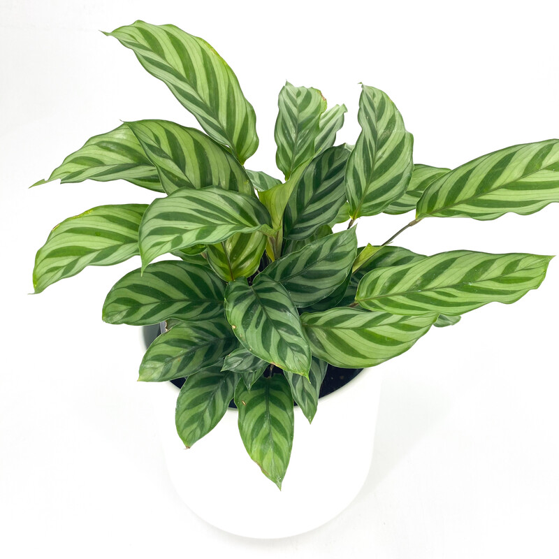 CALATHEA IN POT