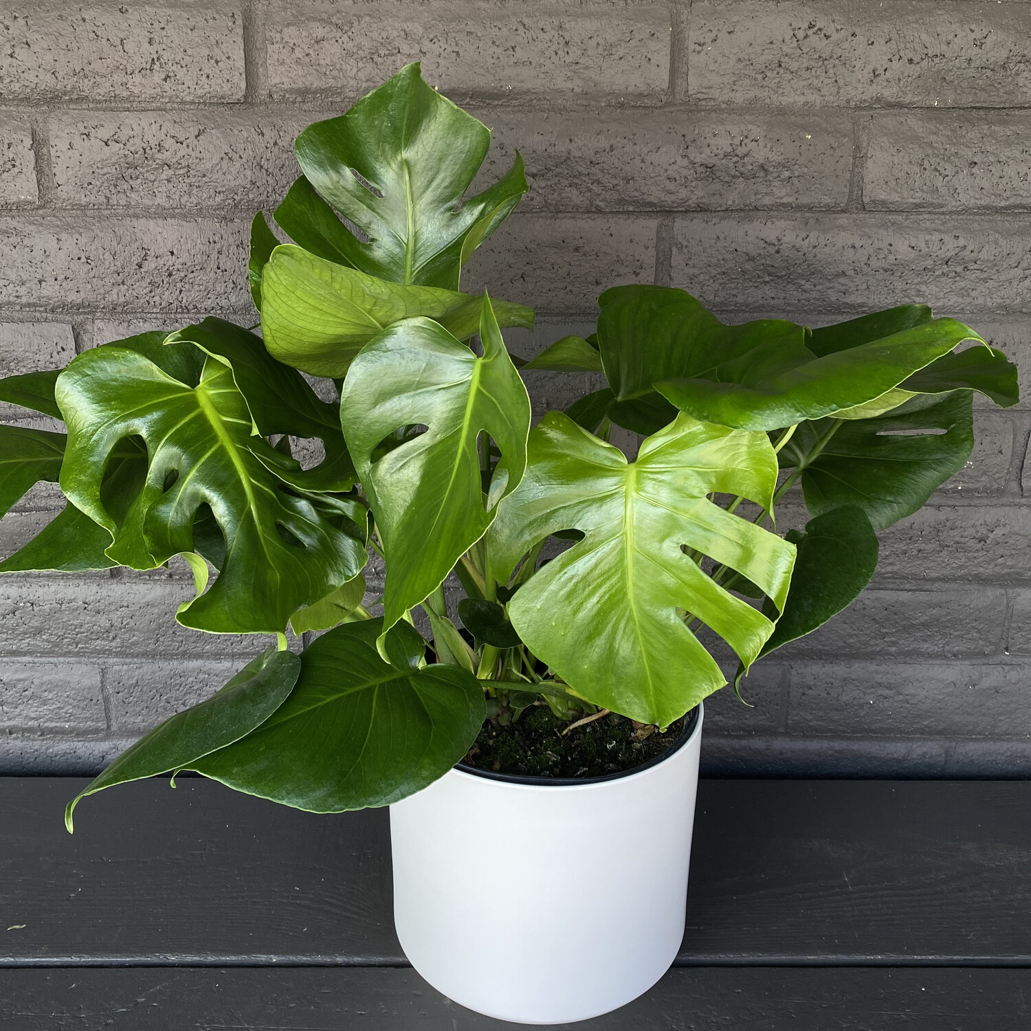LARGE MONSTERA IN WHITE CERAMIC POT LARGE MONSTERA IN WHITE CERAMIC POT