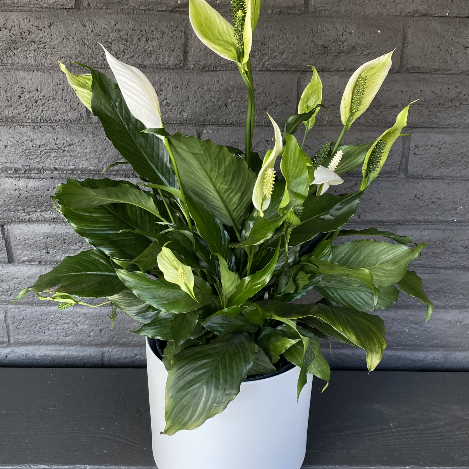 LARGE PEACE LILY IN WHITE POT LARGE PEACE LILY IN WHITE POT