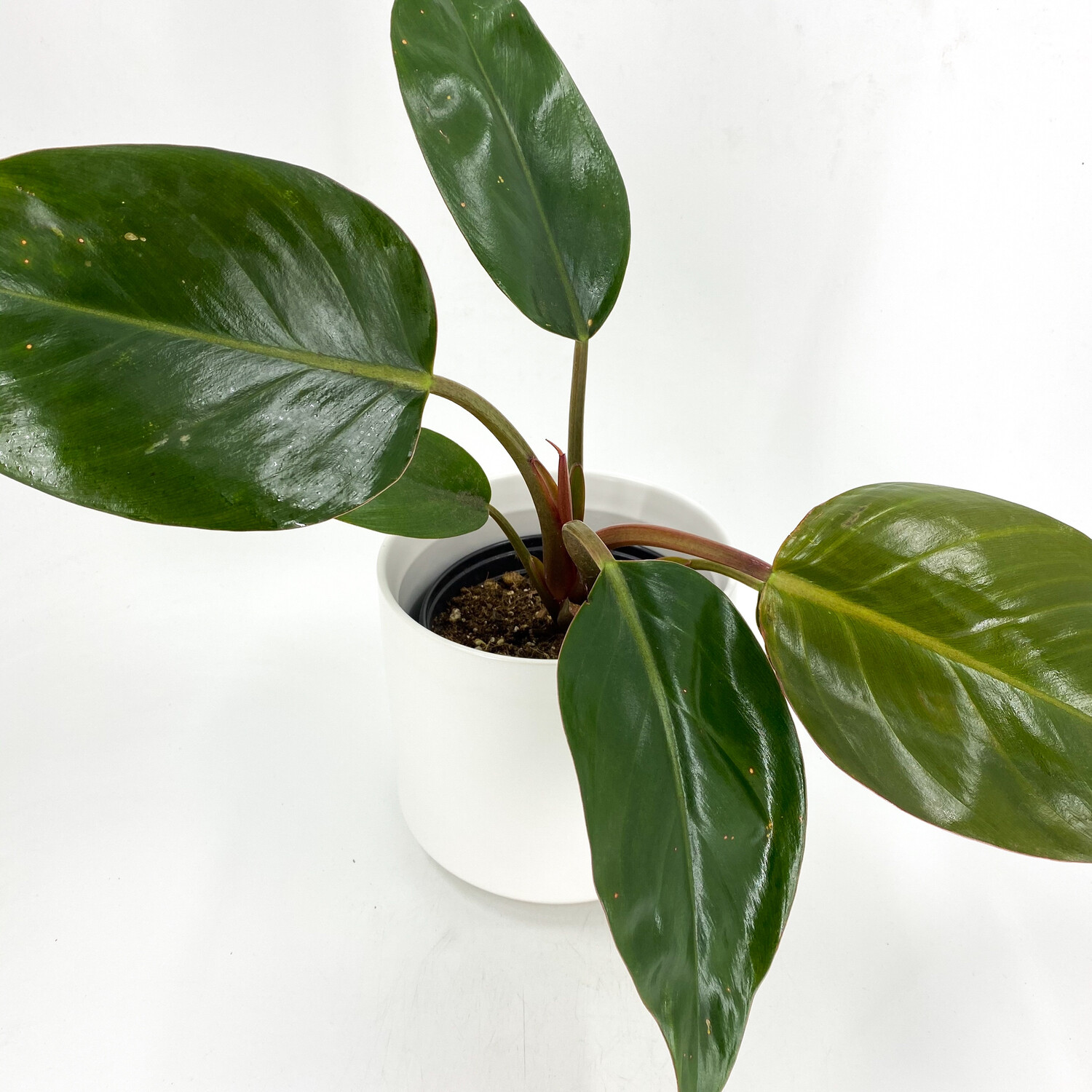 PHILODENDRON ROJO CONGO PHILODENDRON ROJO CONGO