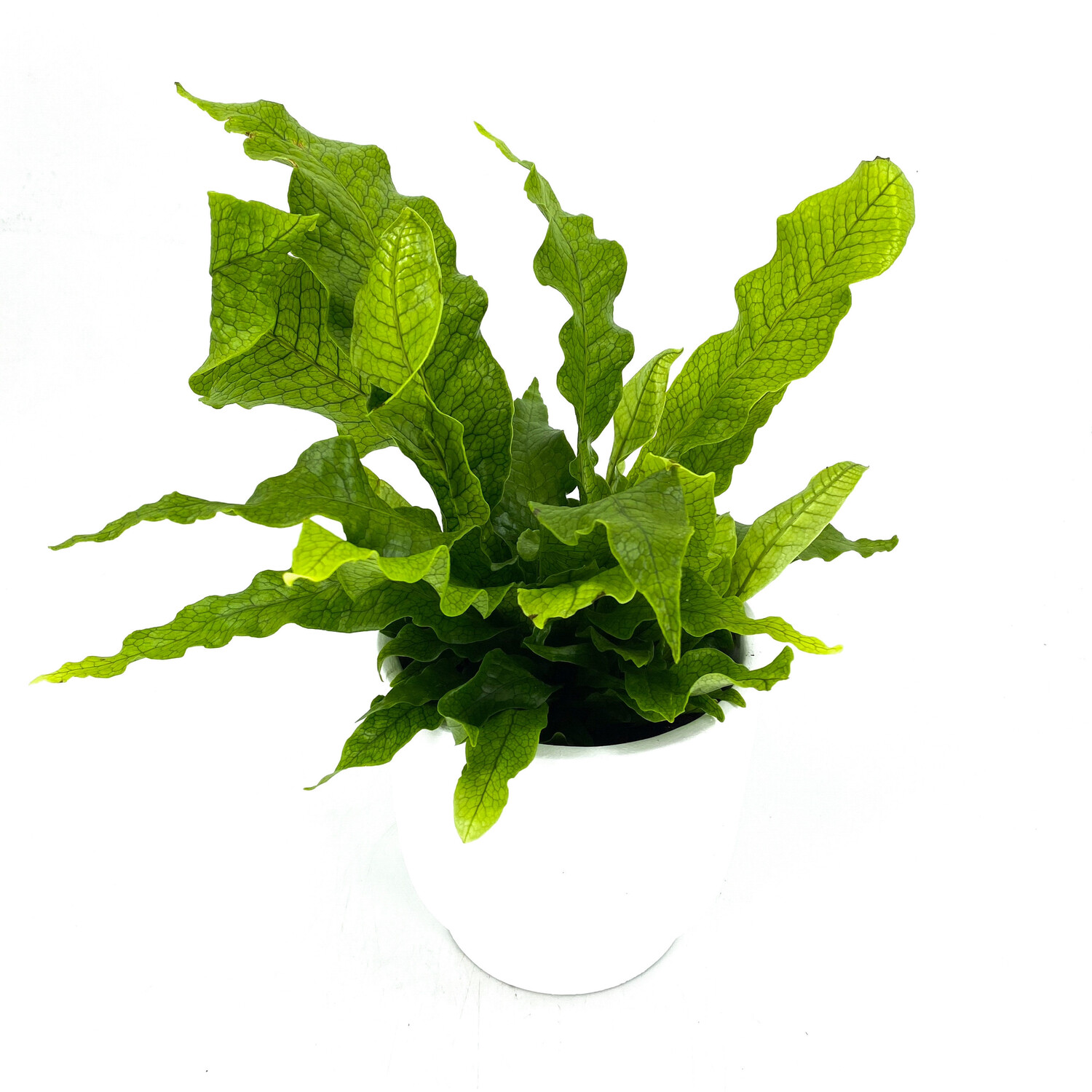 CROCODILE FERN CROCODILE FERN
