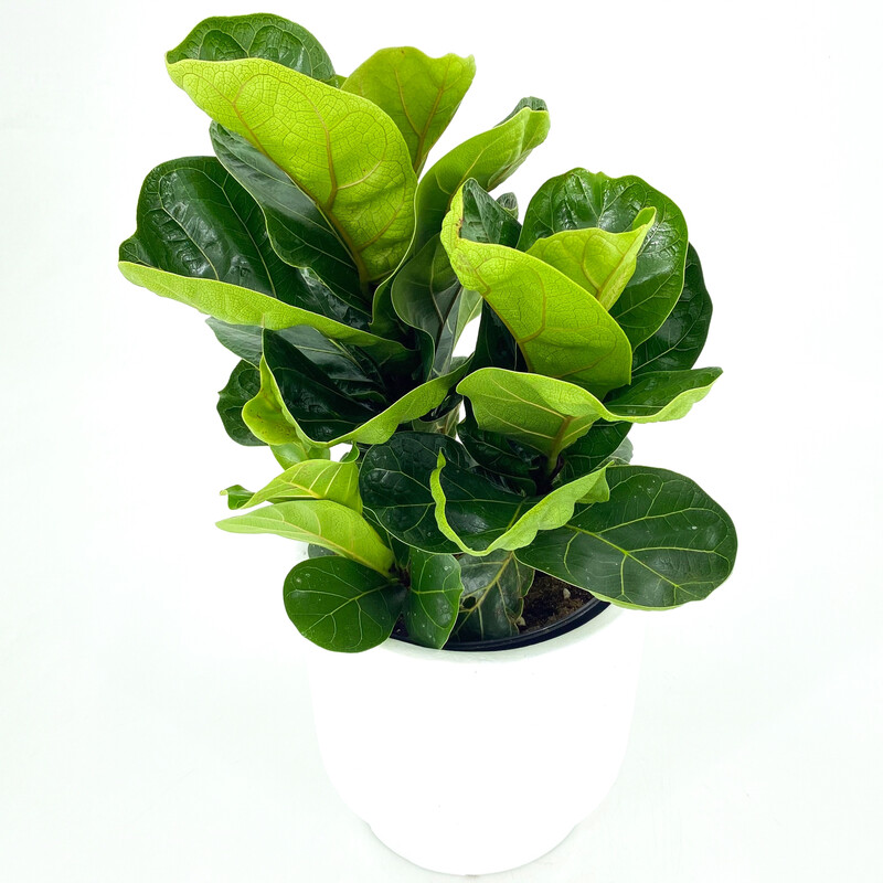 FIDDLE LEAF FIG