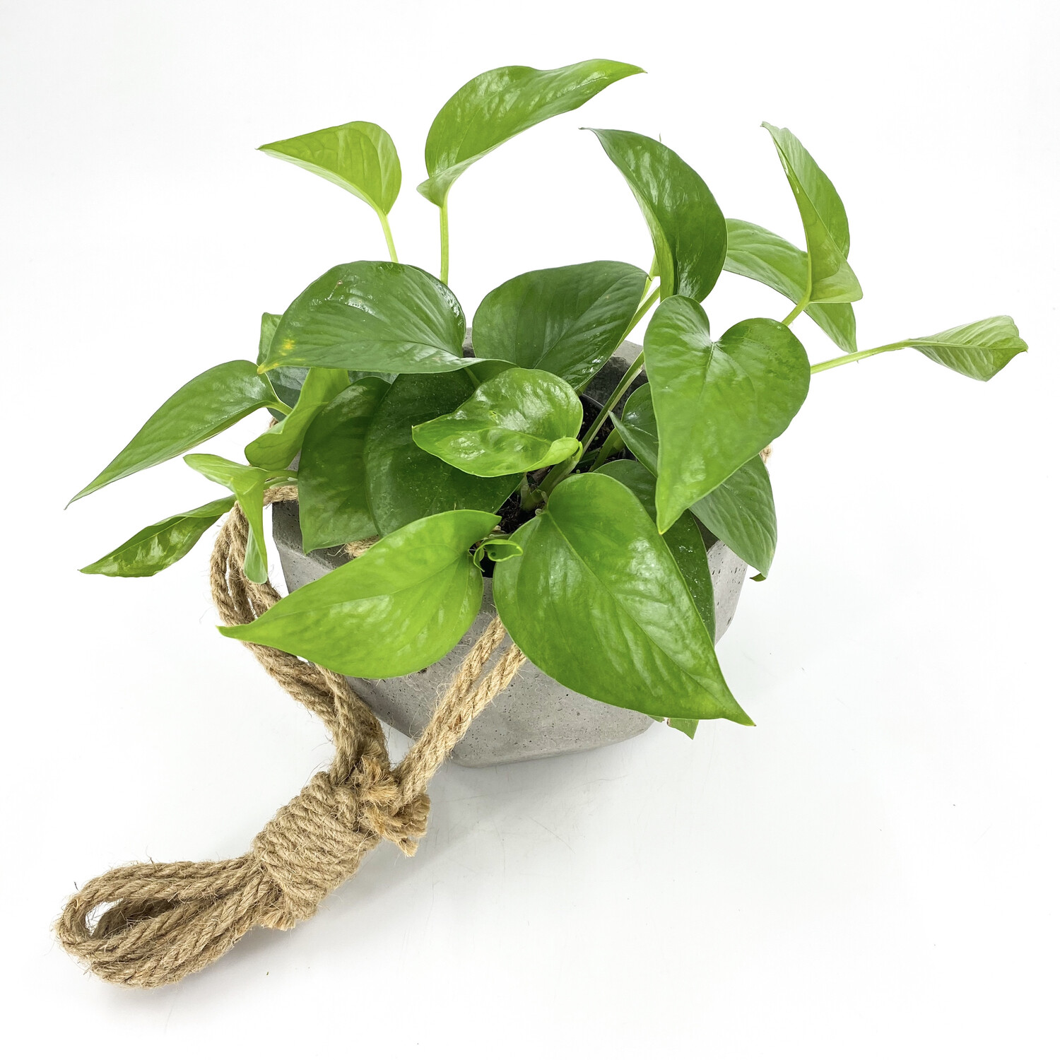4" PHILODENDRON IN HANGING POT 4" PHILODENDRON IN HANGING POT