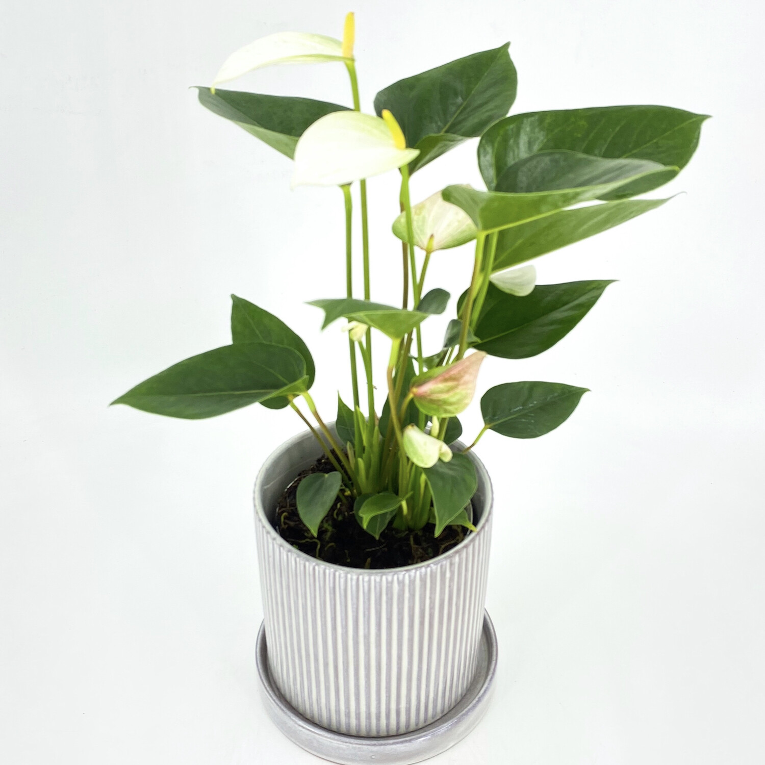 4" WHITE ANTHURIUM IN POT 4" WHITE ANTHURIUM IN POT