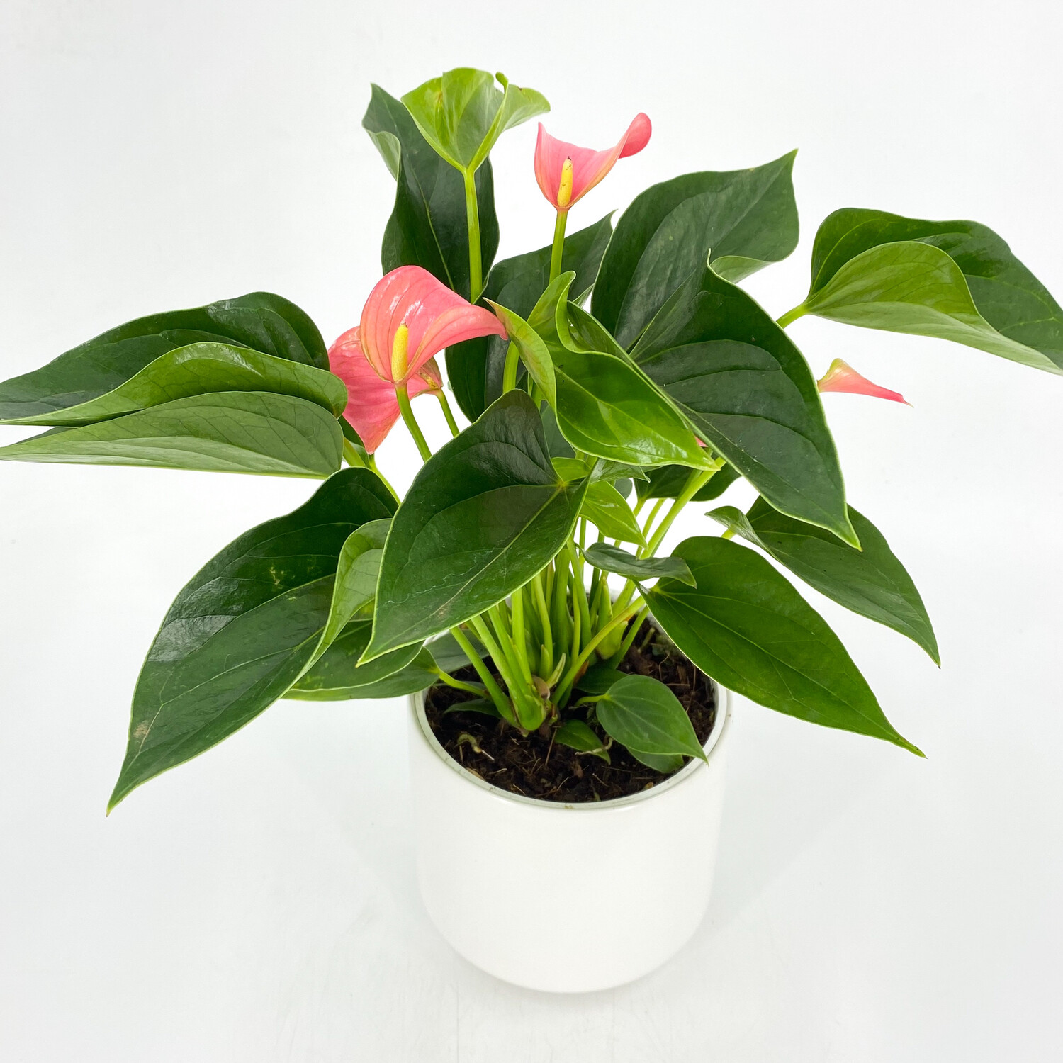 4" PINK ANTHURIUM IN POT 4" PINK ANTHURIUM IN POT
