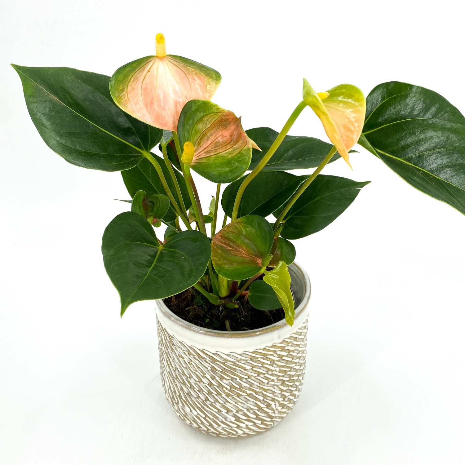 4" PINK & GREEN ANTHURIUM IN POT 4" PINK & GREEN ANTHURIUM IN POT