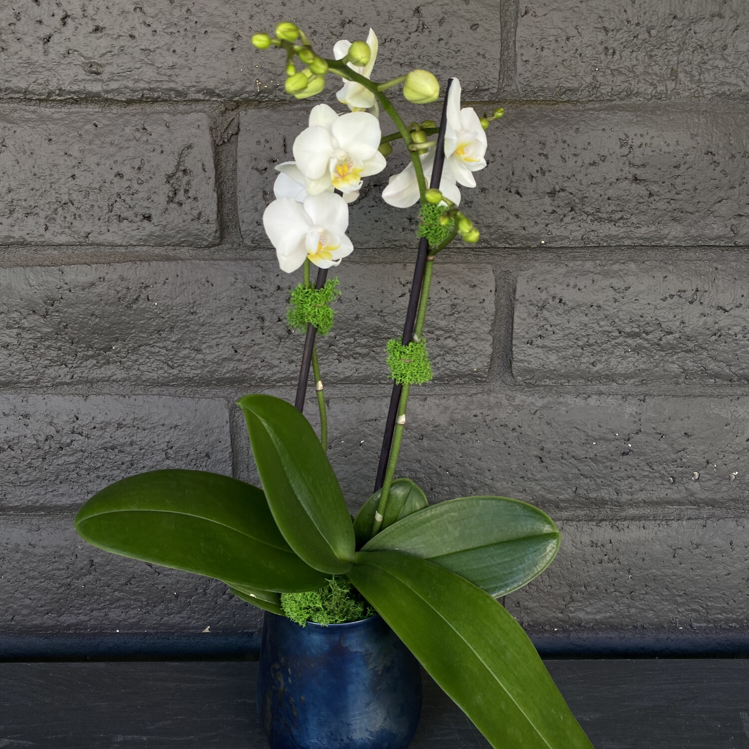 MINI PHALAENOPSIS ORCHID: WHITE IN ONYX POT MINI PHALAENOPSIS ORCHID: WHITE IN ONYX POT