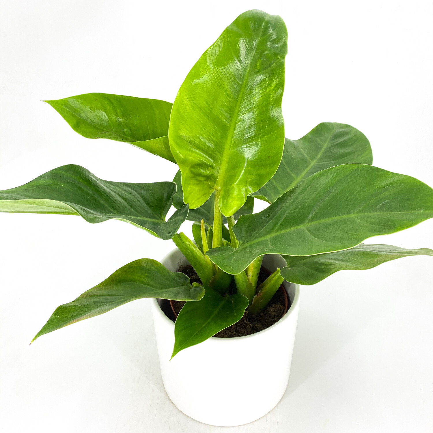PHILODENDRON GREEN CONGO PHILODENDRON GREEN CONGO