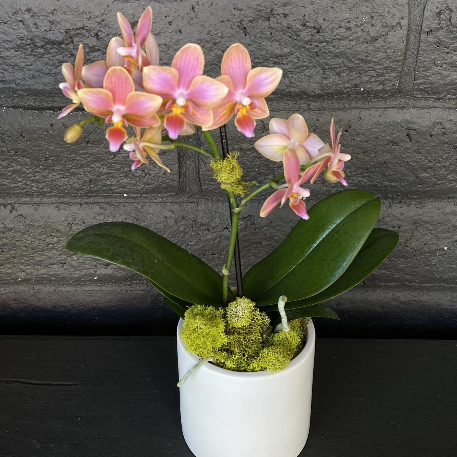 MINI PHALAENOPSIS ORCHID: TANGERINE MINI PHALAENOPSIS ORCHID: TANGERINE