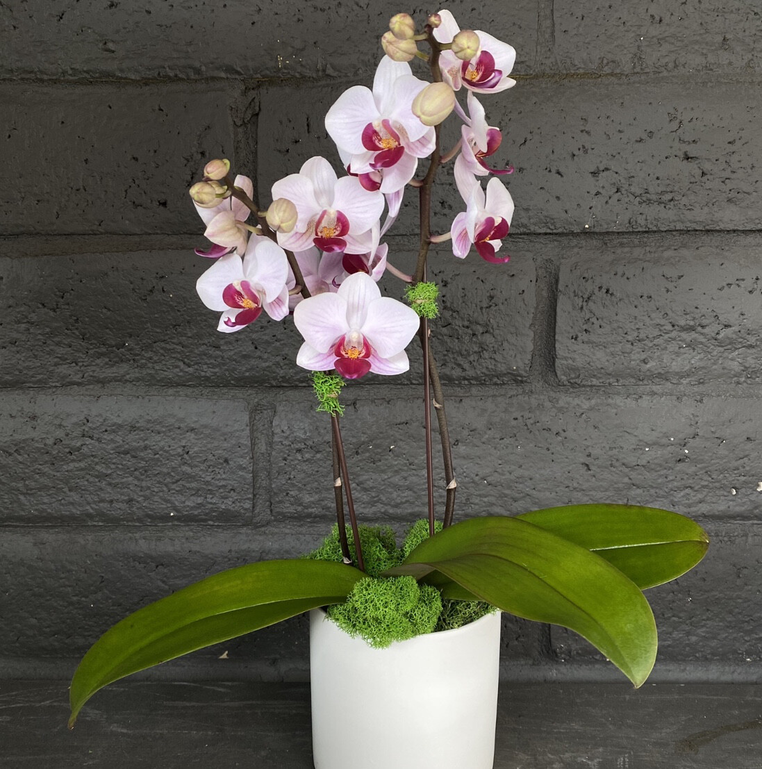 MINI PHALAENOPSIS ORCHID: BERRY MINI PHALAENOPSIS ORCHID: BERRY