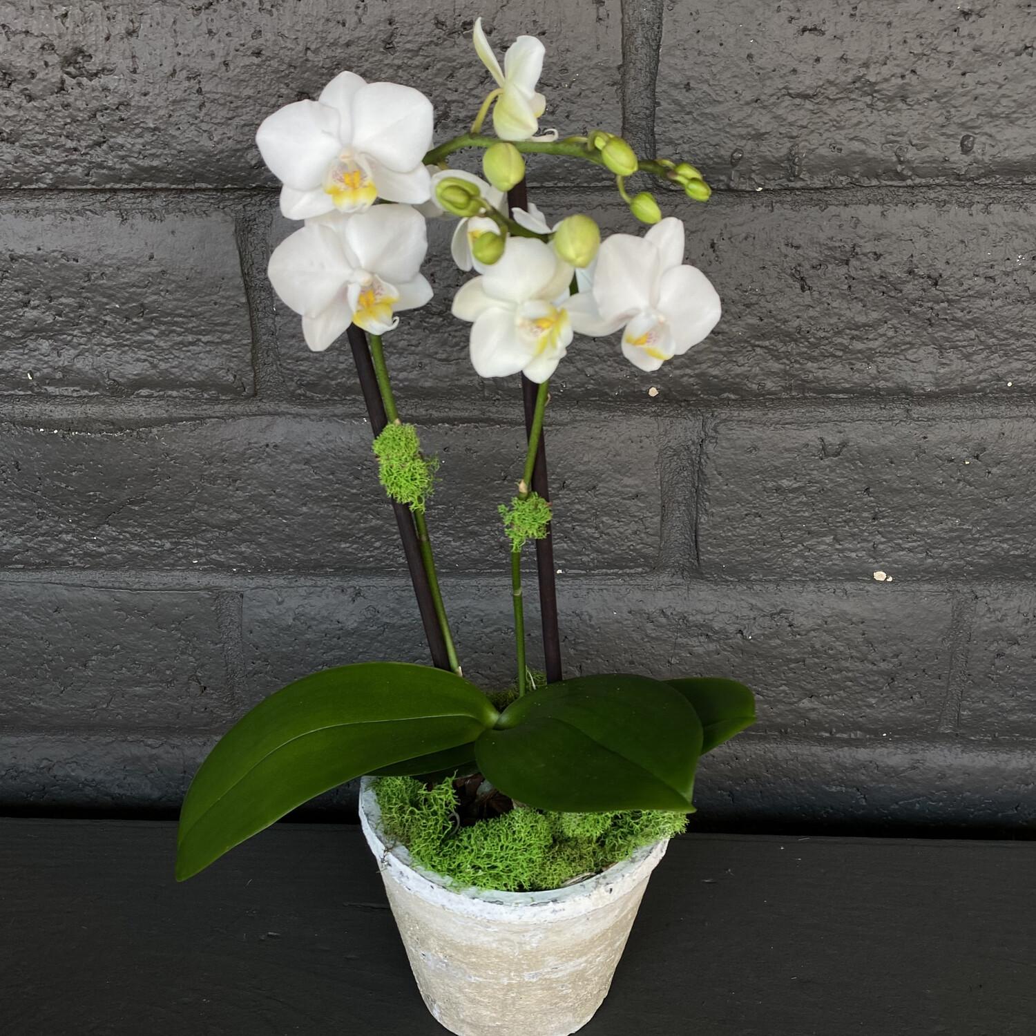 MINI PHALAENOPSIS ORCHID: WHITE MINI PHALAENOPSIS ORCHID: WHITE